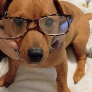 Meet your Posher, Holly